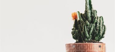 Berliner Start-Up Bowerbird GmbH entwickelt App für ersten fälschungssicheren QR-Code