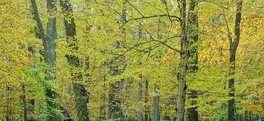 Waldbaden geht auch im Herbst – Mitten in Deutschland die eigene Mitte finden