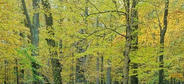 Waldbaden geht auch im Herbst – Mitten in Deutschland die eigene Mitte finden