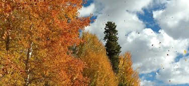 Lkw kippt durch Wind um – Referenzentscheidung klärt Schuldfragen