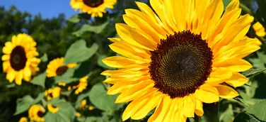 Von der Sonnenblume zur einzigartigen Innovation
