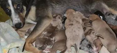 Alles neu macht der Frühling – Tierbabys fluten Tierheime