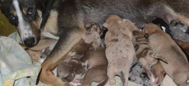 Alles neu macht der Frühling – Tierbabys fluten Tierheime