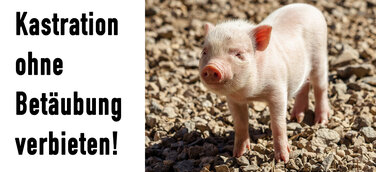 Kastration ohne Betäubung verbieten – Tierschutz hier!