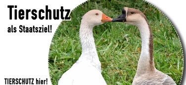 Tierschutz als Staatsziel - Tierschutz hier – DAS ORIGINAL