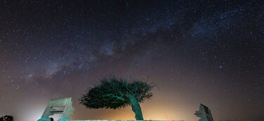 Brasiliens Foto des Monats: Arvore Cabelo Penteado („gut frisierter Baum“) in Luís Correia