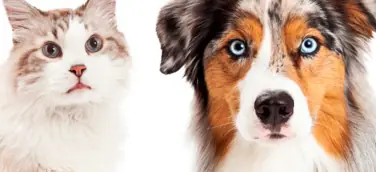 Hilfe für Hund und Katze bei Durchfall und Arthrose