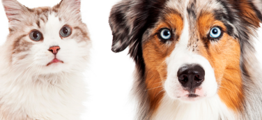 Hilfe für Hund und Katze bei Durchfall und Arthrose