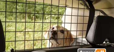 Hunde in kleinen Autos sichern