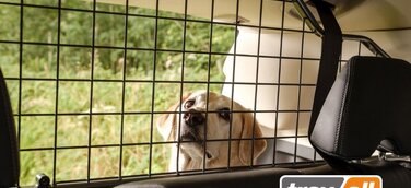 Hunde in kleinen Autos sichern