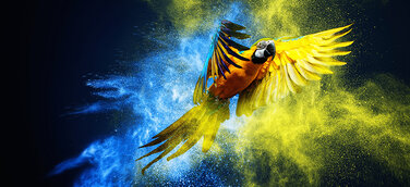 OfG startet staatlich zugelassenen Onlinekurs für Motion Designer