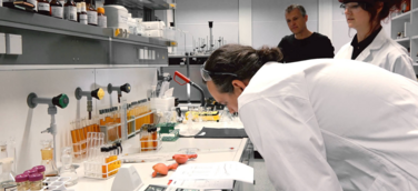 Studie der Universität Siegen: Guayusa-Tee aus Ecuador stellt Grüntee, Mate und Cola in den Schatten