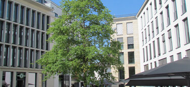 HYDRALIT: Neue Sondersubstrate für starke Bäume