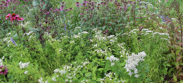 HYDRALIT Staudensubstrate: Zwei Varianten, unzählige Möglichkeiten