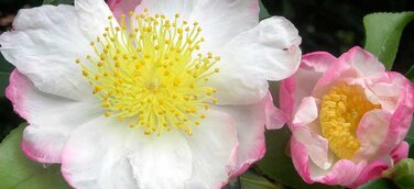 Kamelien am Lago Maggiore - die Winterkönigin wird 15