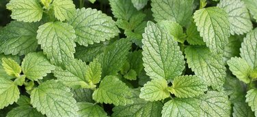 Antivirales Nervenkräutl für ruhigen Körper und Geist