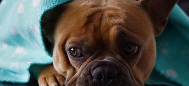 Coronavirus – wohin mit dem Vierbeiner