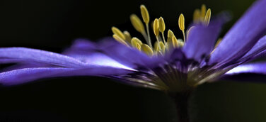 Offener Brief der Friedhofsgesellschaft: Es sind düstere Zeiten