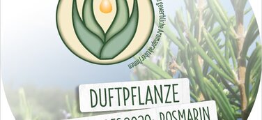 Der Tag des Duftes mit Rosmarin: Schützend, stärkend, belebend