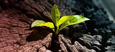 Berufsbegleitende Weiterbildung zum Change Mangement Coach