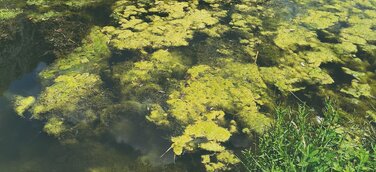 Deutsche Gewässer in schlechtem Zustand - NaturSinn fordert Dialog mit der Landespolitik