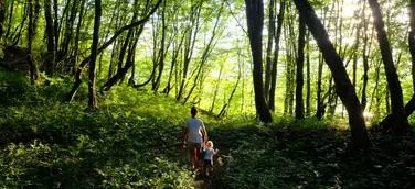 Investitionsprogramm Wald des BMEL: DekaData Software-Kunden erhalten volle Fördersumme
