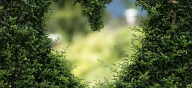 Green Finance mit Fokus auf Nachhaltigkeit – Eine Erfolgsstory