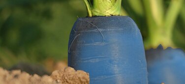 PensionCapital startet zweite Studie zu betrieblichen Benefits