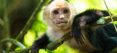 Reisen in Pandemie- Zeiten. Wohin kann man noch verreisen?