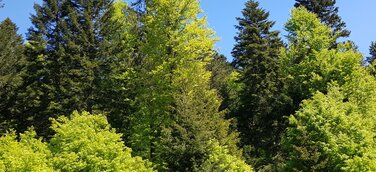 Bauwerk Talk: Wald im Wandel