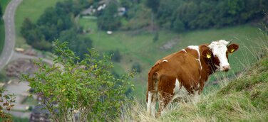 Bauwerk Talk – 10: KUH IM GLÜCK? Verbot der Anbindehaltung und die Folgen für den Schwarzwald