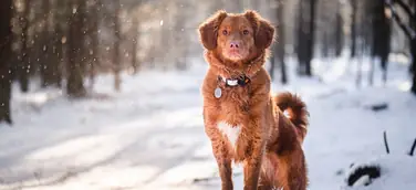 Hund im Schnee