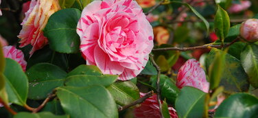 Blumen am Lago Maggiore, Italien