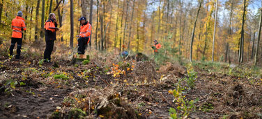 An den ausgewählten Pflanzstellen werden die Setzlinge von Mitarbeitern der Kommunal- und Landesforste ausgebracht. Jeder Baum, der gespendet wird über Planet Tree, wird auch gepflanzt.