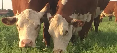 Weidefleisch Rindfleisch Humusaufbau