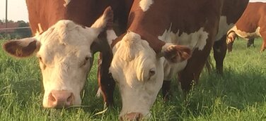 Weidefleisch Rindfleisch Humusaufbau