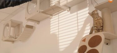 Mit der Clickat-Kollektion entstehen einzigartige und individuelle Katzen-Kletterwände.