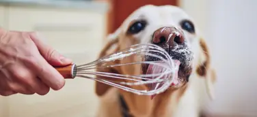 Petfluencer Marketing
