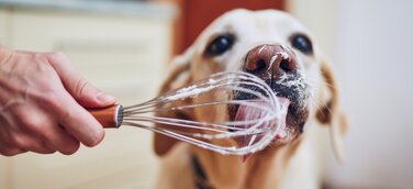 Petfluencer Marketing