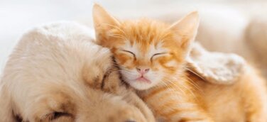 Hawkcell kommt gut voran und erweitert seine digitalen Leistungen auch auf die Auswertung von CT-Bildern