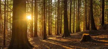 Titelbild des Harzkalenders 2025: Tiefstehende Sonne im Wald