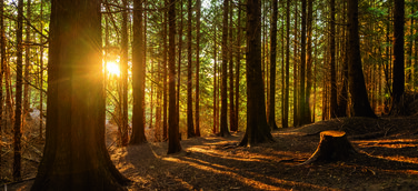 Titelbild des Harzkalenders 2025: Tiefstehende Sonne im Wald