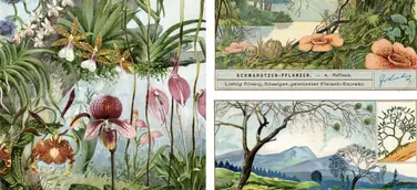 Bäume als Lebensraum: Orchideen-Arten und Schmarotzerpflanze.n