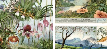 Bäume als Lebensraum: Orchideen-Arten und Schmarotzerpflanze.n