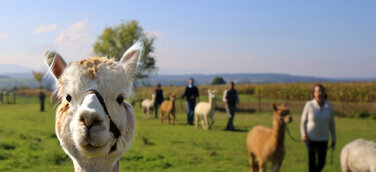 Alpakawanderung