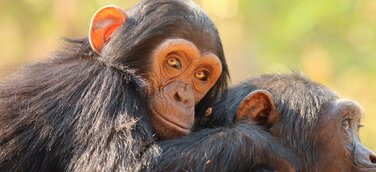  Schimpansen im Chimfunshi Wildlife Orphanage Trust Sambia