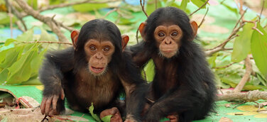 Die Schimpansen-Zwillinge Reya und Robbie im Chimfunshi Wildlife Orphanage Trust in Sambia.
