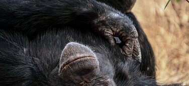 Vier Monate verschollen: Alpha-Schimpanse Jack 