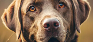 Schokoladenbrauner Labrador Retriever – der tierische Botschafter für den Online-Zoofachhandel Petkomfort.