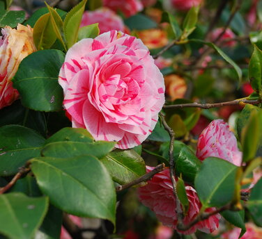Blumen am Lago Maggiore, Italien